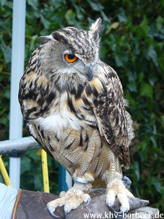 Bild 3 zur Veranstaltung Tiere auf dem Bauernhof 2009