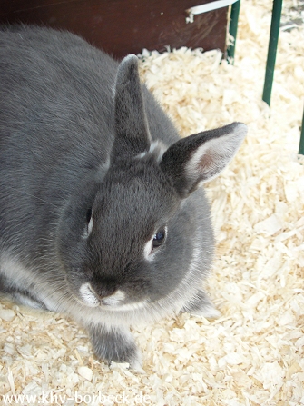 Bild 30 zur Veranstaltung Tiere auf dem Bauernhof 2009